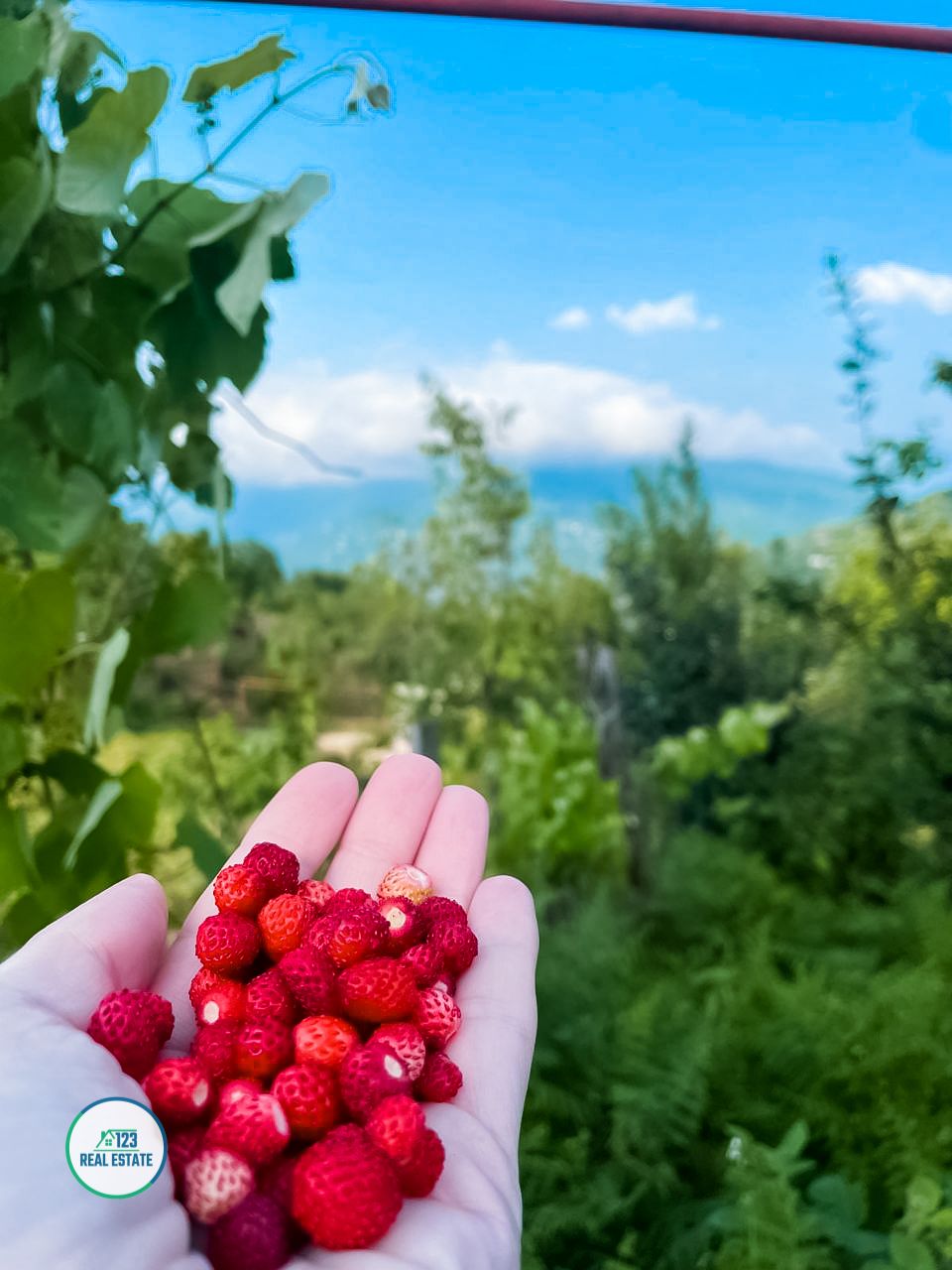 Земля в Батуми, Грузия, 1 800 м² - фото 13