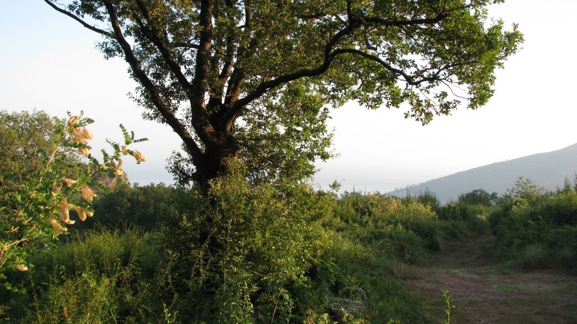 Земля в Марковичах, Черногория, 5 Га - фото 7