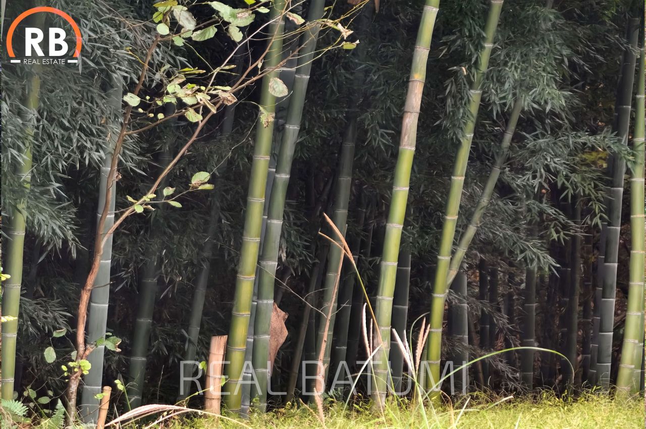 Земля в Батуми, Грузия, 3 892 м² - фото 5