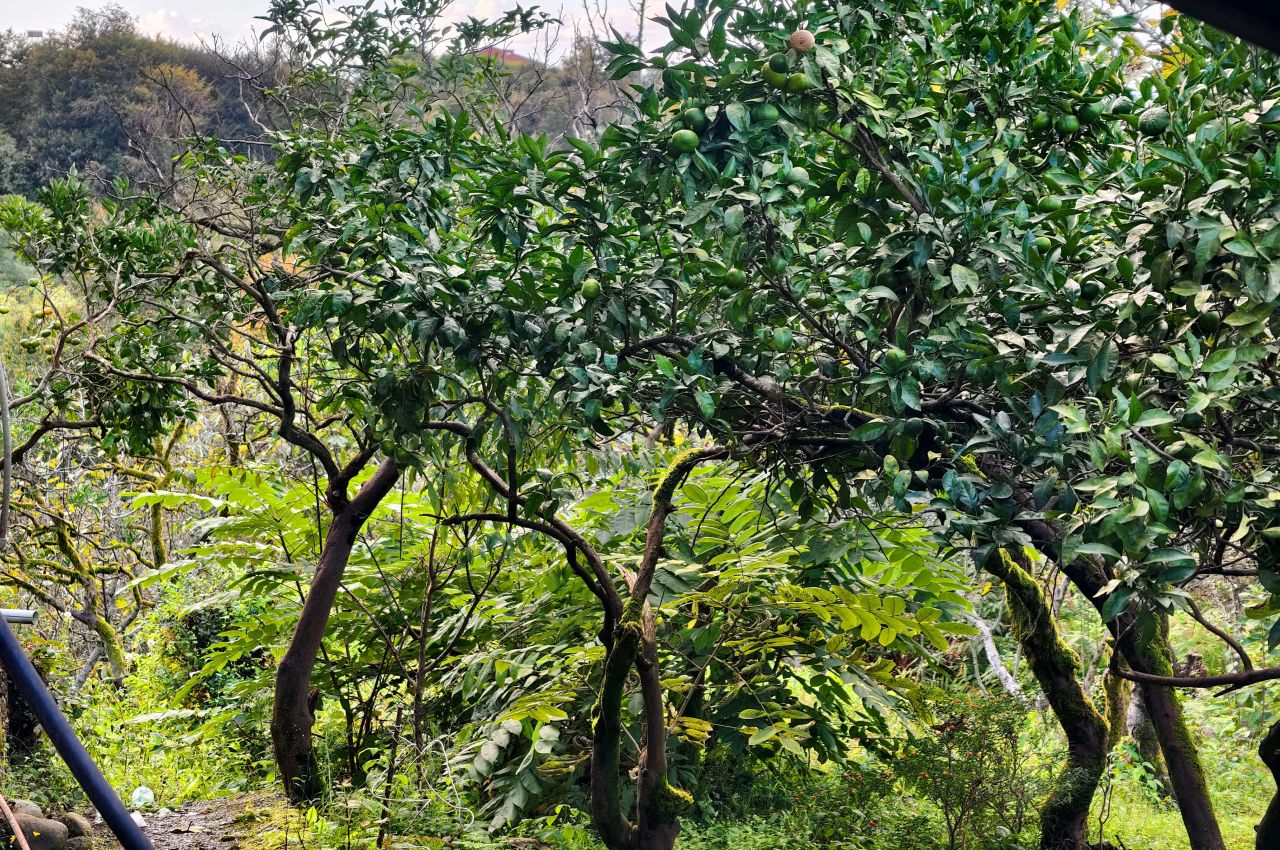 Дом в Батуми, Грузия, 200 м² - фото 7