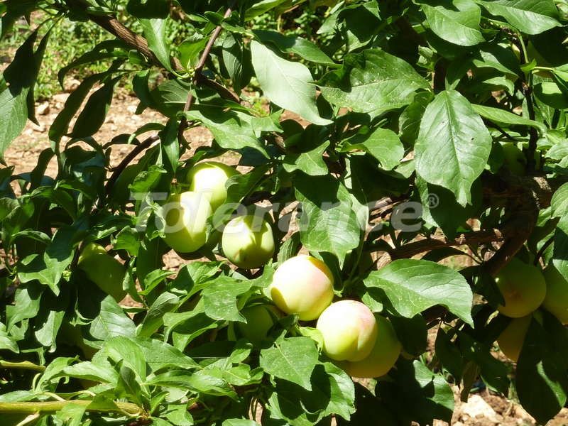 Вилла в Кемере, Турция, 120 м² - фото 13