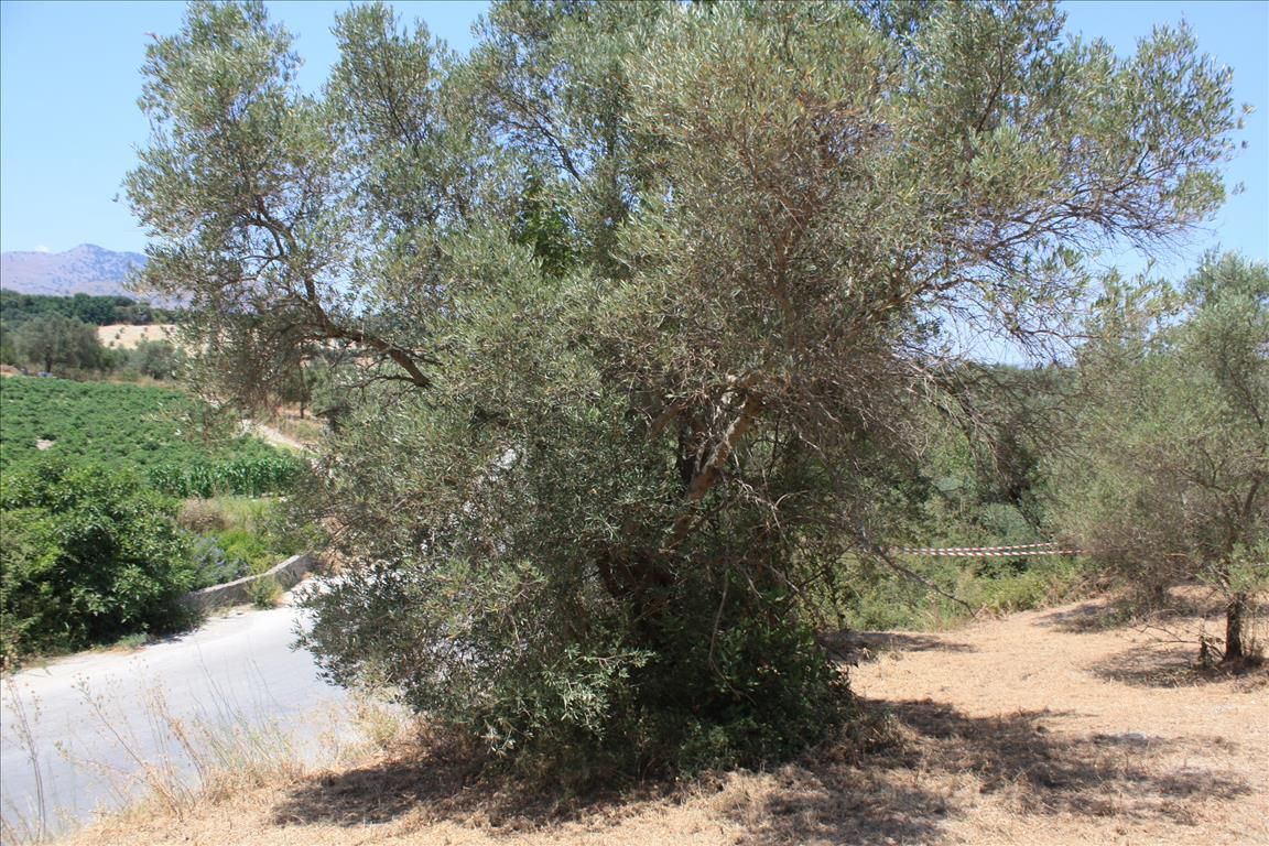 Земля в Ираклионе, Греция, 4 647 м² - фото 2