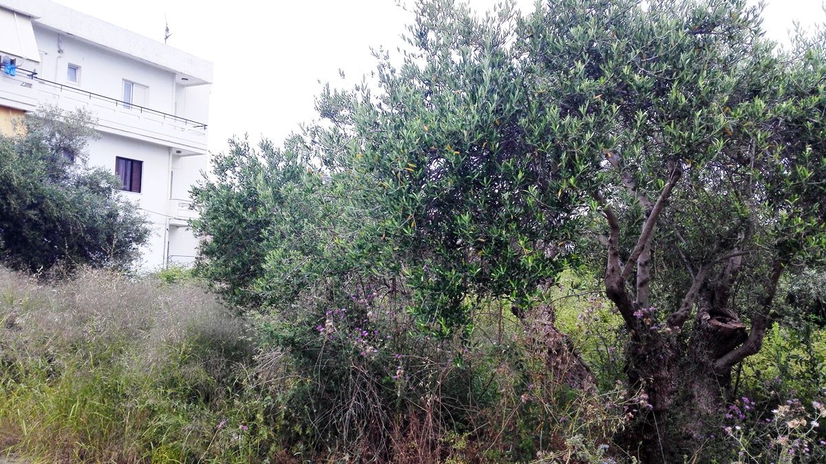 Земля в Ираклионе, Греция, 400 м² - фото 2