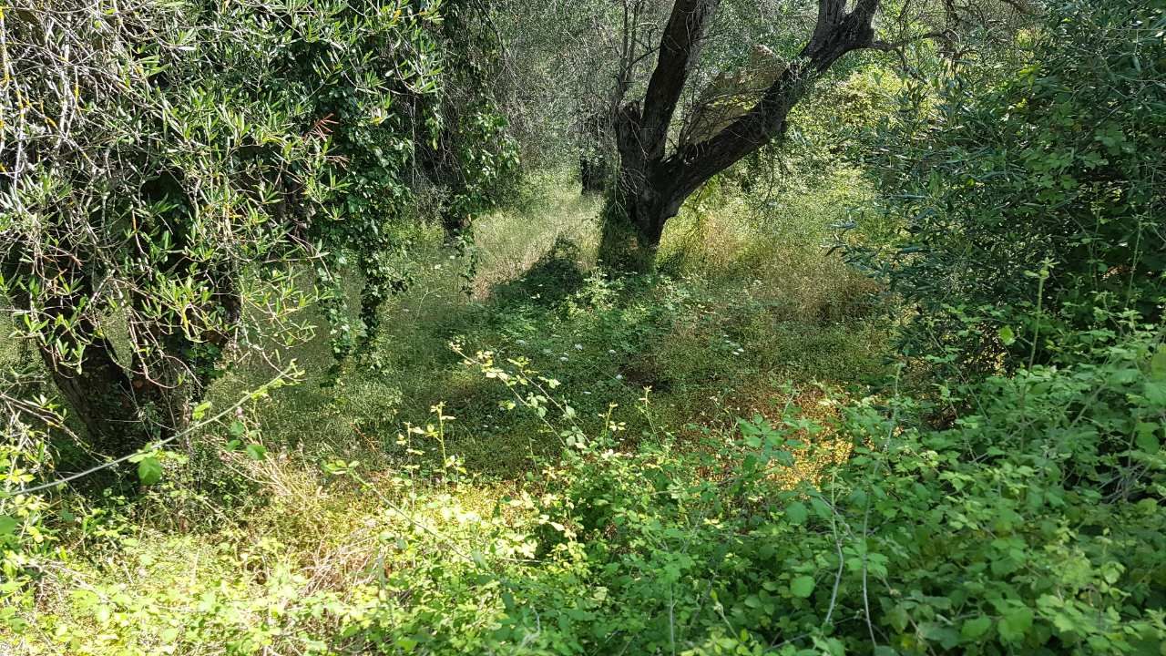 Земля на Корфу, Греция, 4 000 м² - фото 2