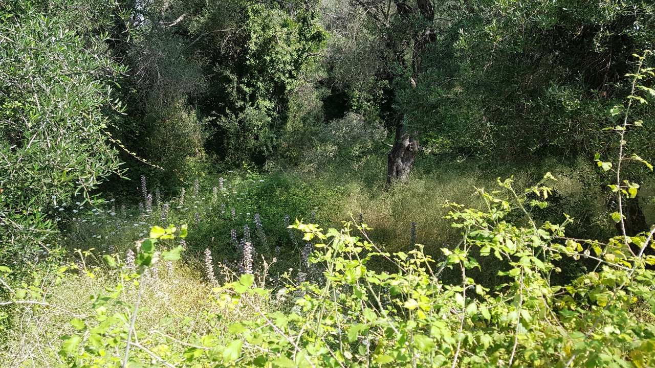 Земля на Корфу, Греция, 4 000 м² - фото 3