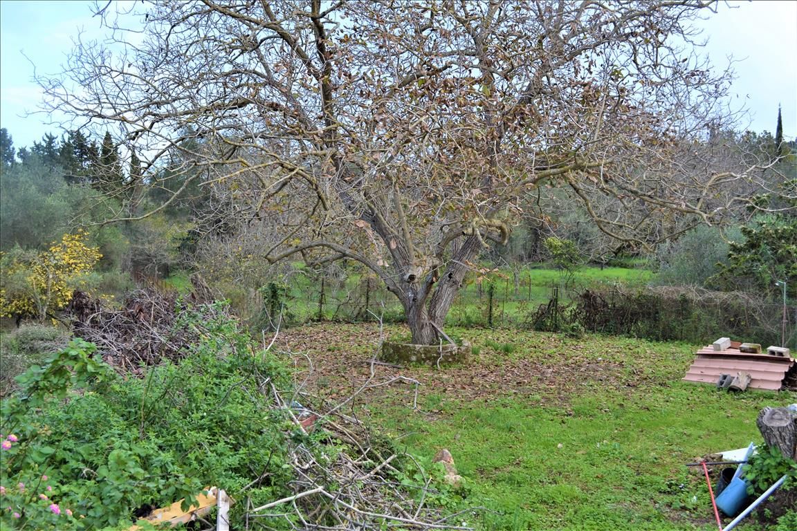 Земля на Корфу, Греция, 10 000 м² - фото 5