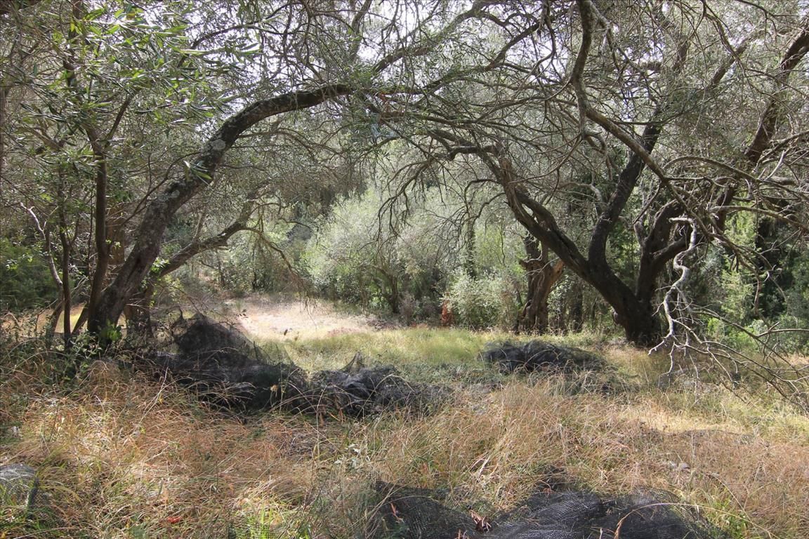 Земля на Корфу, Греция, 5 000 м² - фото 5