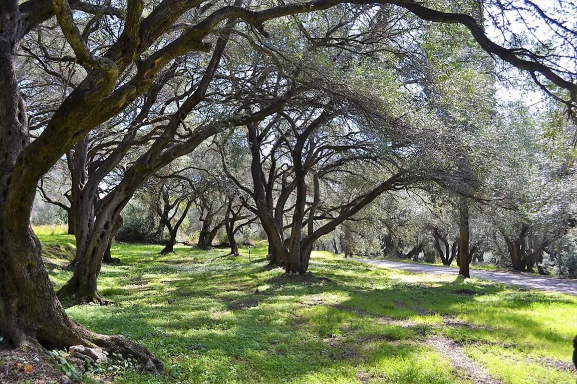 Земля на Корфу, Греция, 4 000 м² - фото 6