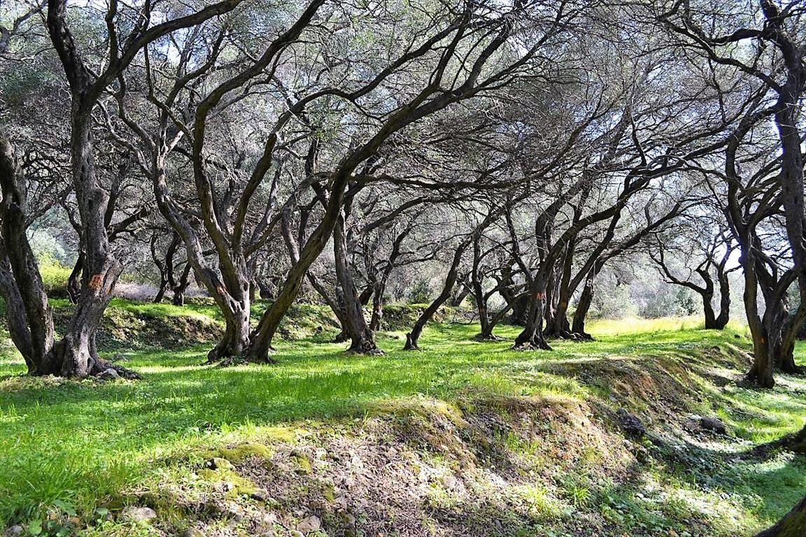 Земля на Корфу, Греция, 4 000 м² - фото 7