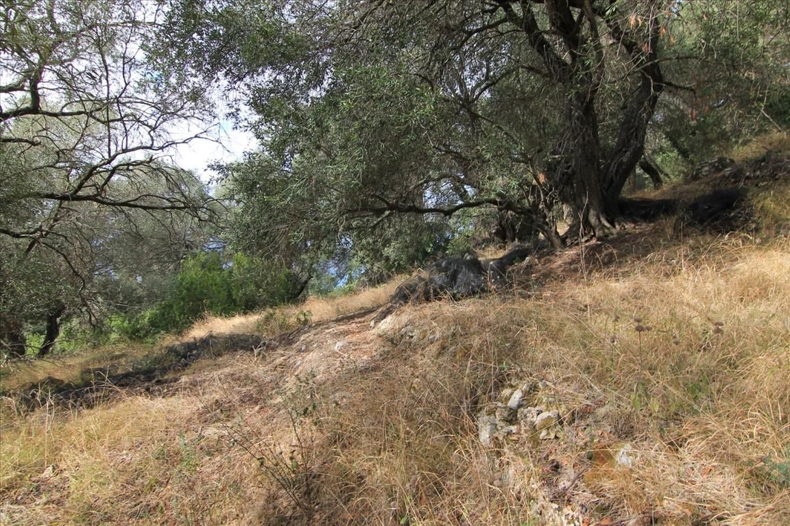 Земля на Корфу, Греция, 5 000 м² - фото 7