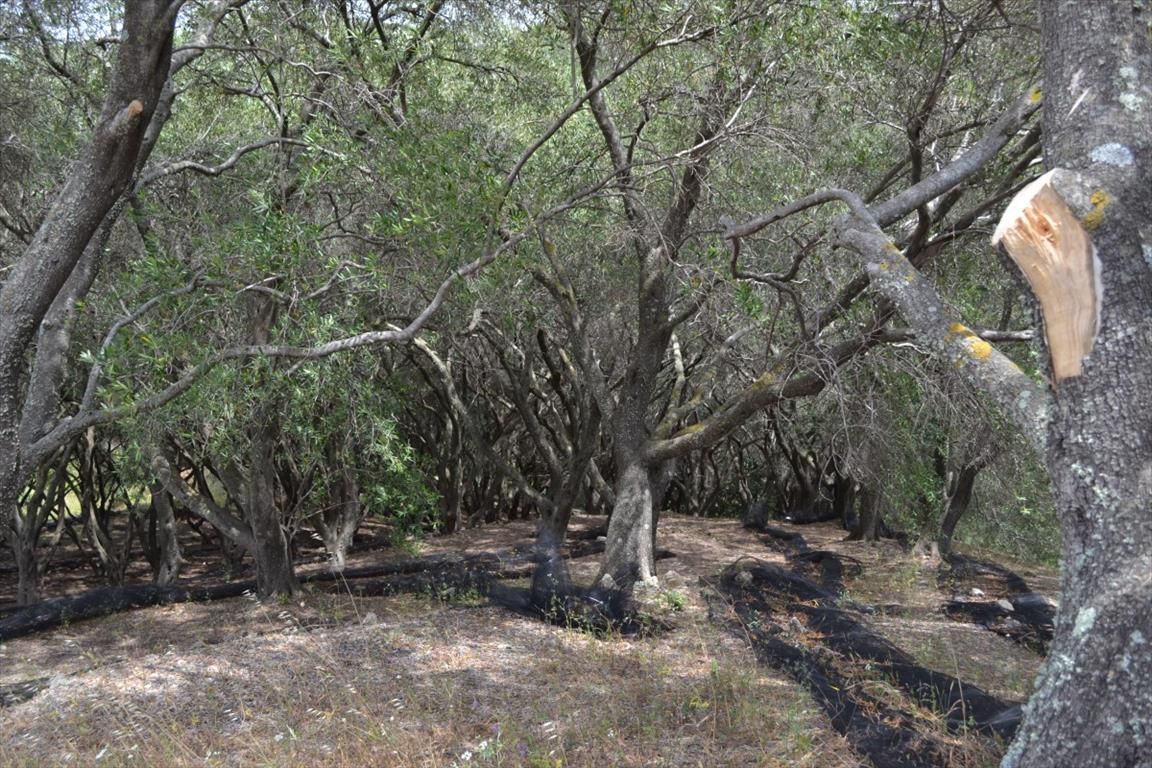 Земля на Корфу, Греция, 12 000 м² - фото 8