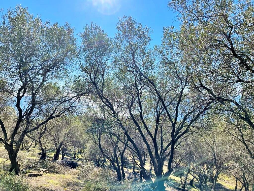 Земля на Корфу, Греция, 35 000 м² - фото 8