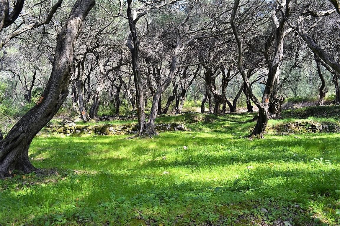 Земля на Корфу, Греция, 4 000 м² - фото 8