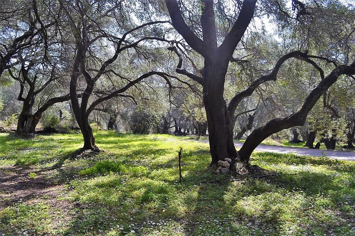 Земля на Корфу, Греция, 4 000 м² - фото 10