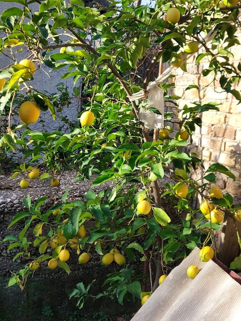 Дом в Баре, Черногория, 80 м² - фото 11