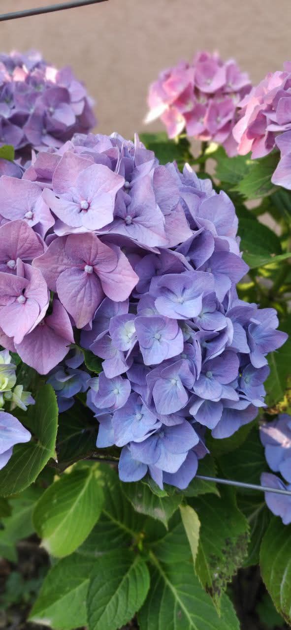 Дом в Сутоморе, Черногория, 144 м² - фото 6