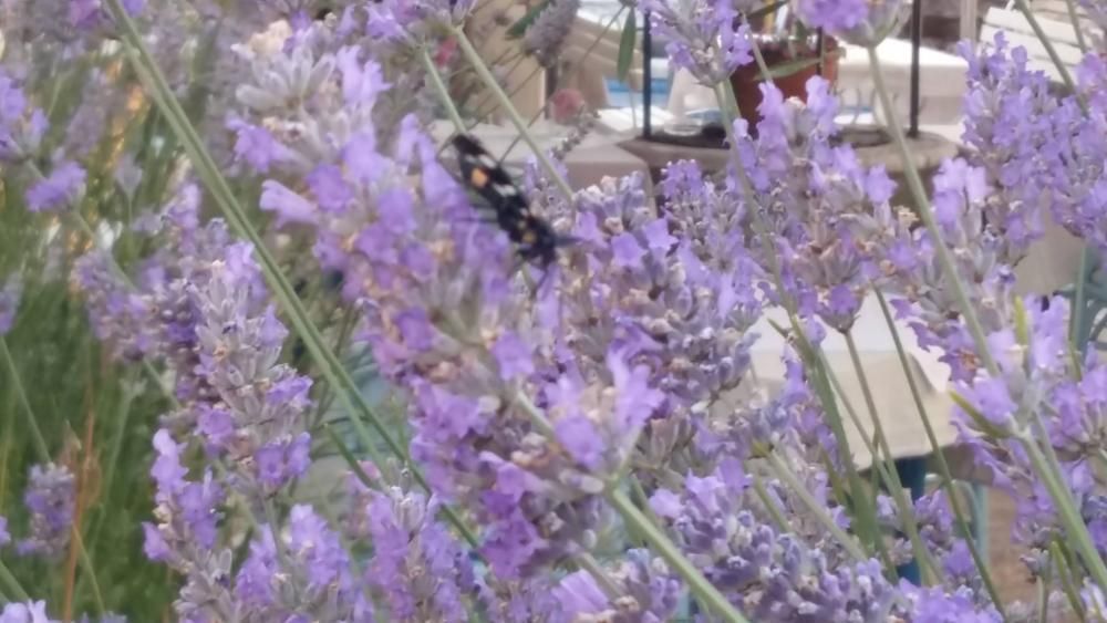 Отель, гостиница в Умаге, Хорватия, 800 м² - фото 4