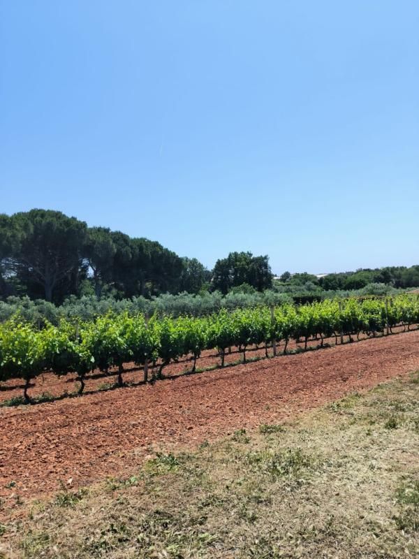 Вилла в Медулине, Хорватия, 240 м² - фото 7