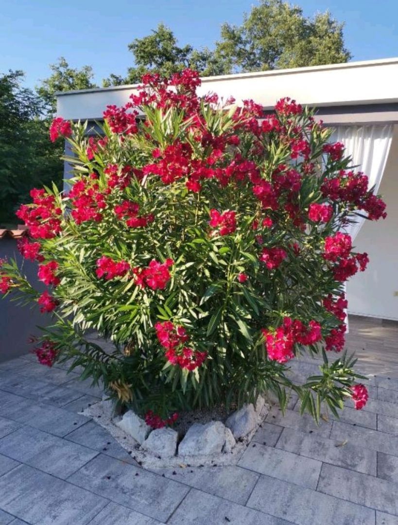 Вилла Čambarelići, Хорватия, 227 м² - фото 8