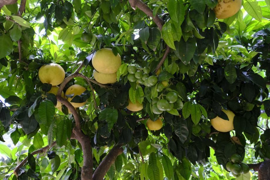 Вилла на острове Брач, Хорватия, 205 м² - фото 17