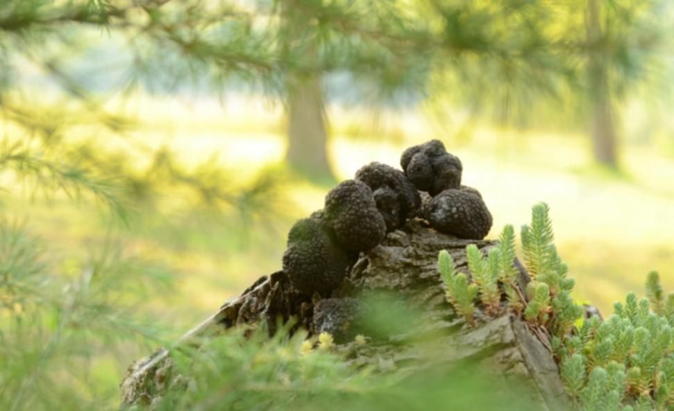 Отель, гостиница в Умаге, Хорватия, 1 067 м² - фото 19