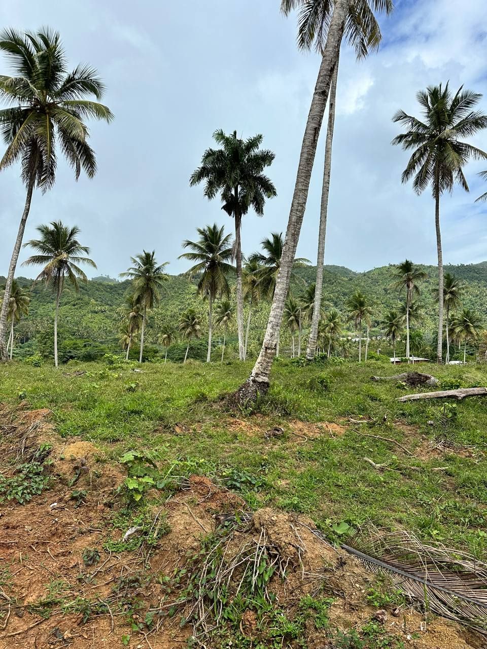 Земля в Самане, Доминиканская Республика, 3.5 сот. - фото 9