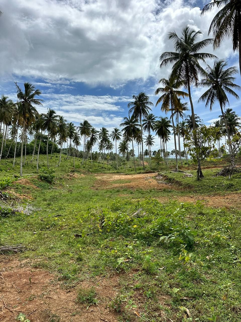 Земля в Самане, Доминиканская Республика, 3.5 сот. - фото 7