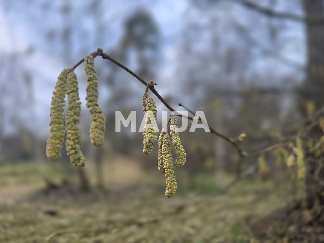 Земля Балдоне, Латвия, 3 920 м² - фото 5