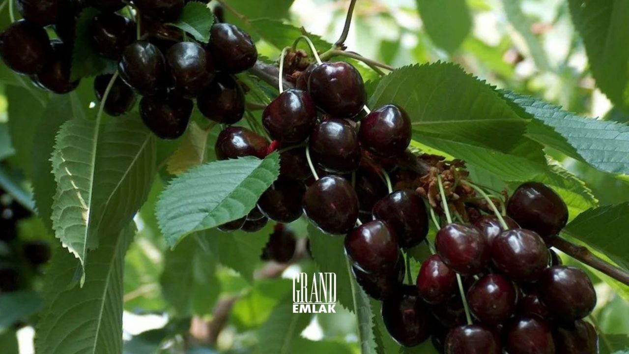 Земля в Конье, Турция - фото 3