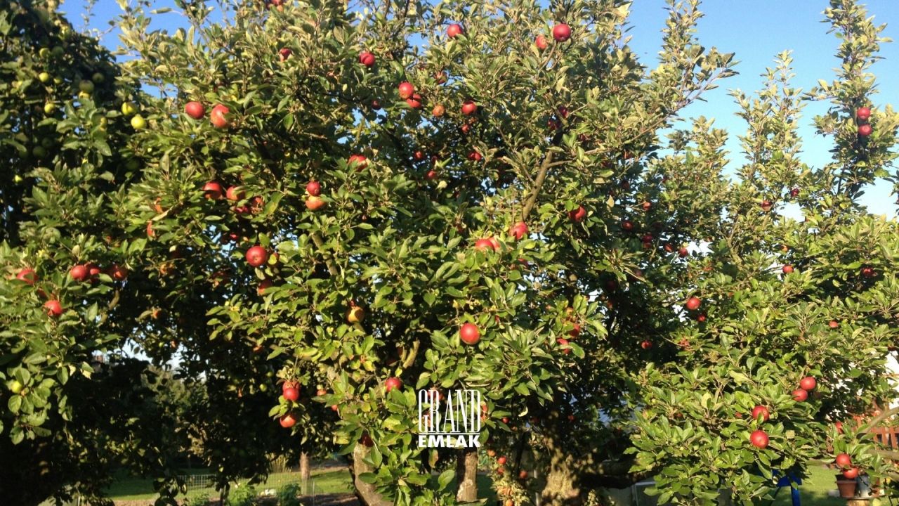 Земля в Конье, Турция - фото 5