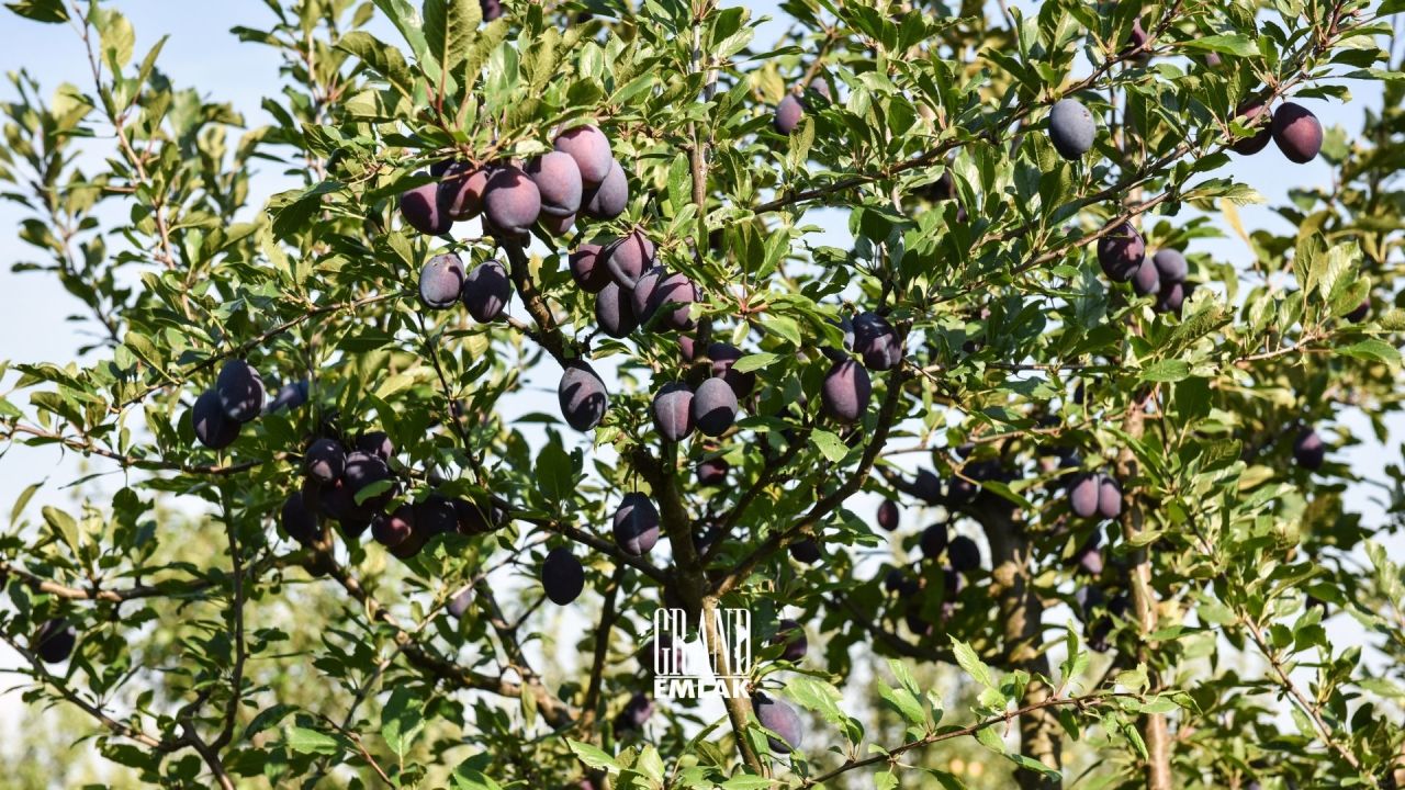 Земля в Конье, Турция - фото 2