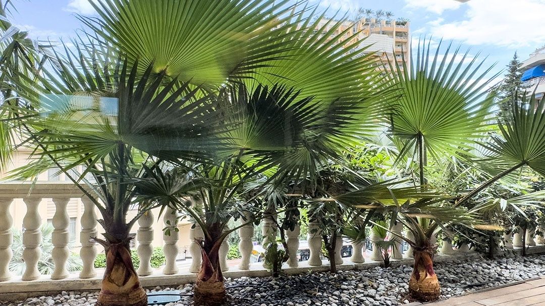 Апартаменты в Сен-Романе, Монако, 270 м² - фото 4