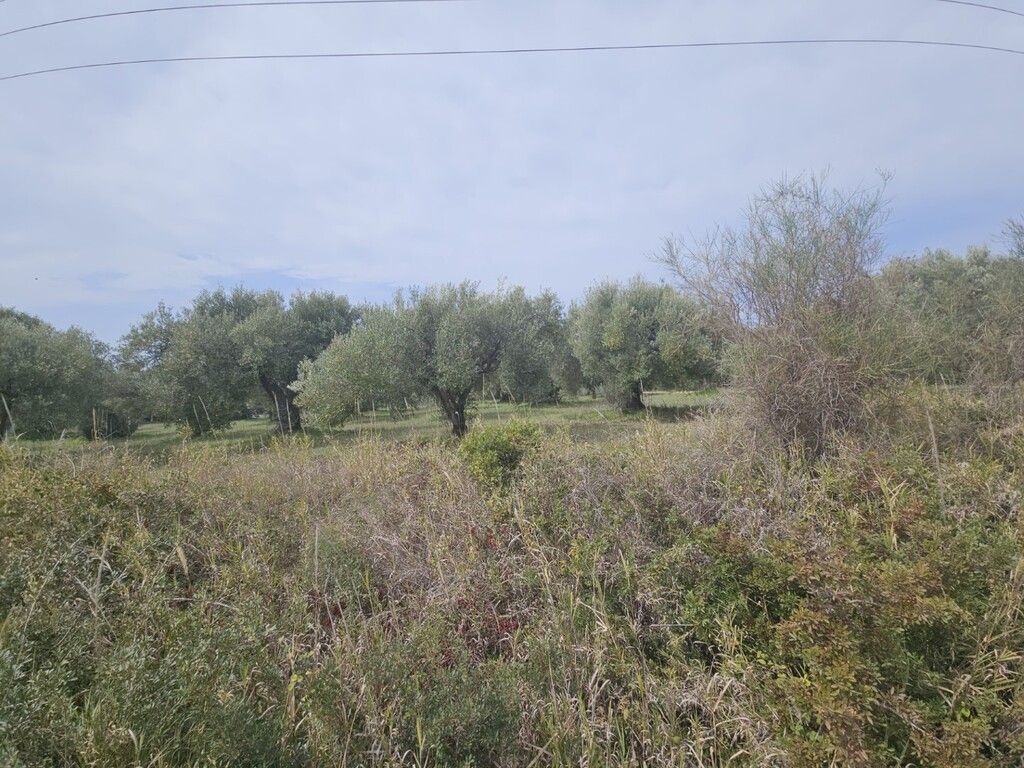 Земля на Кассандре, Греция, 5 100 м² - фото 5