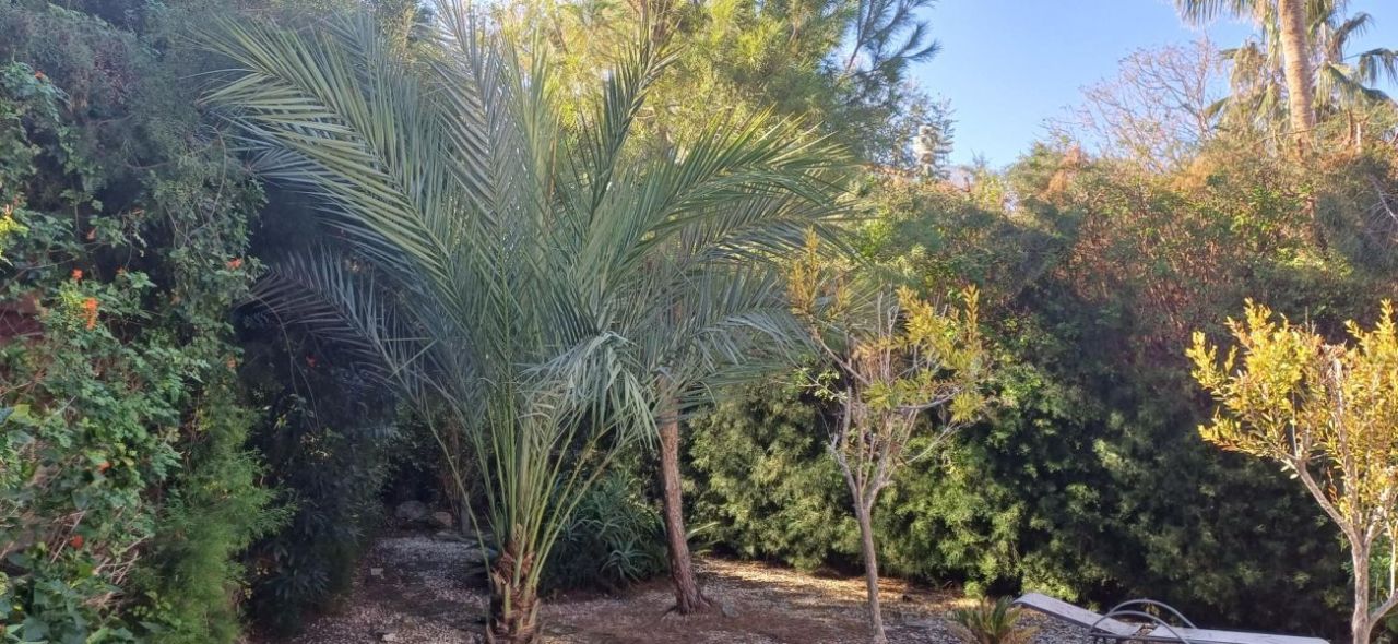 Вилла в Хлораке, Кипр, 120 м² - фото 5