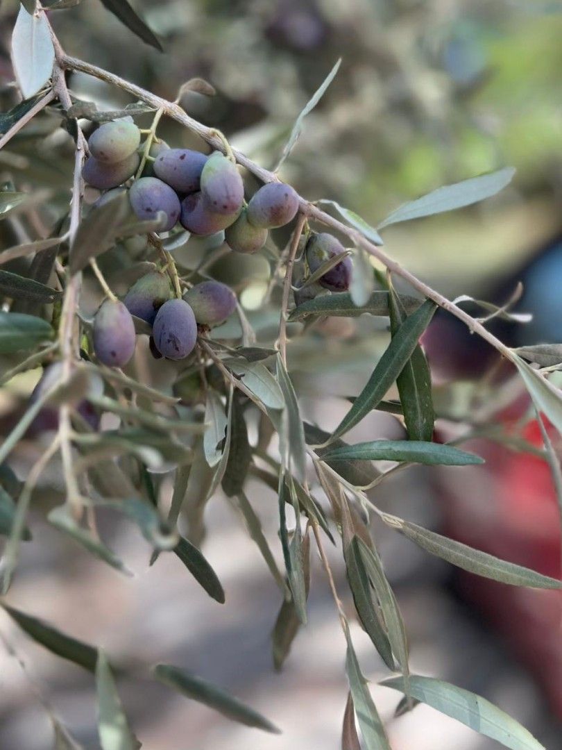 Дом в Утехе, Черногория, 276 м² - фото 8