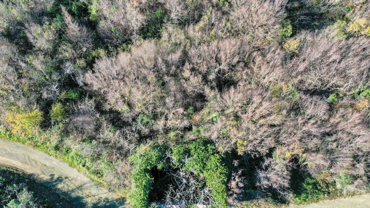 Земля в Булярице, Черногория, 9 477 м² - фото 5