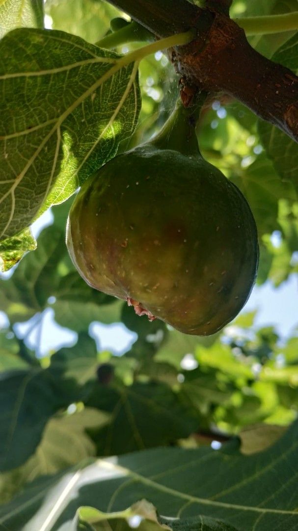 Дом в Утехе, Черногория, 199 м² - фото 6