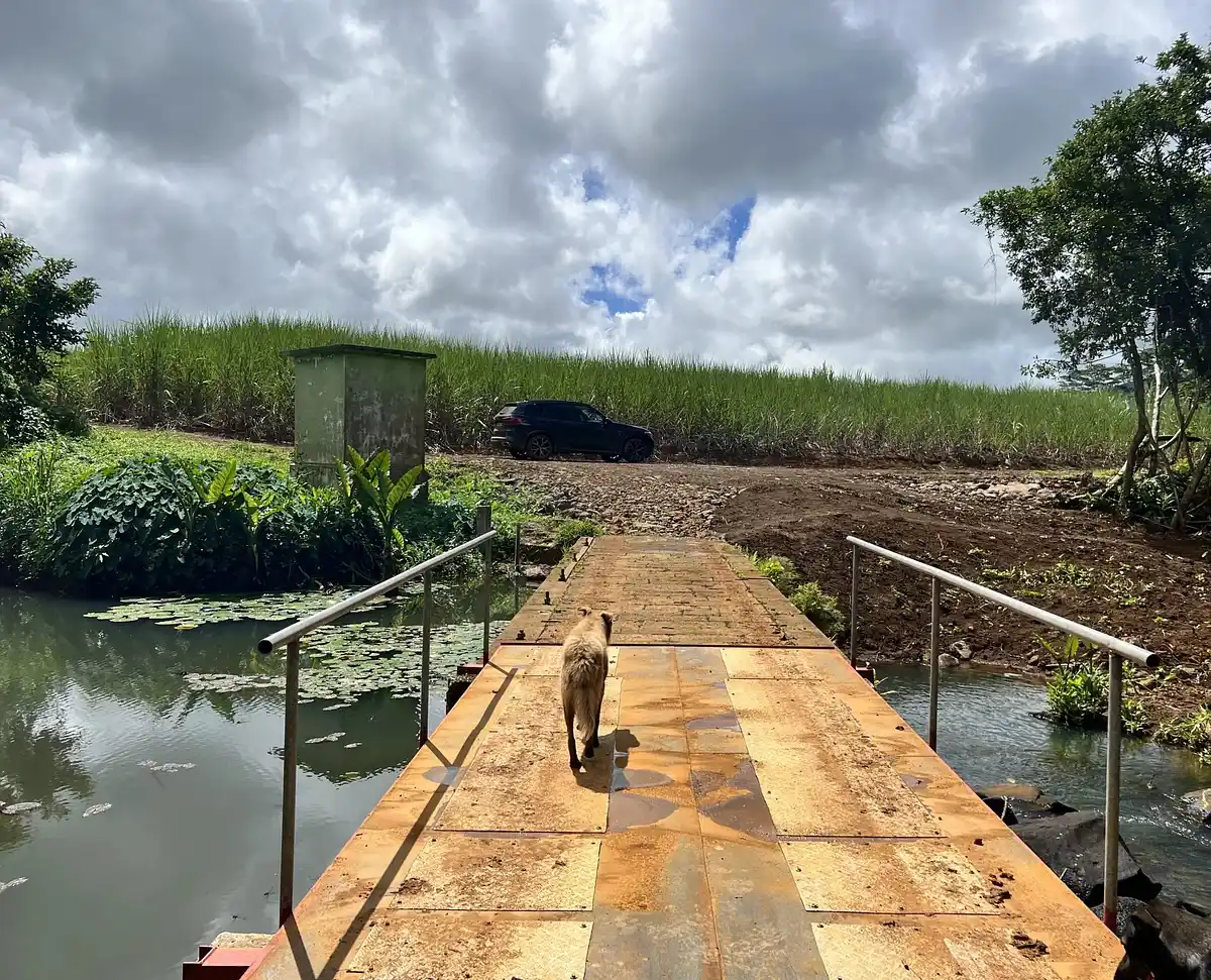 Коммерческая недвижимость в Сантр-де-Флаке, Маврикий, 150 000 м² - фото 4