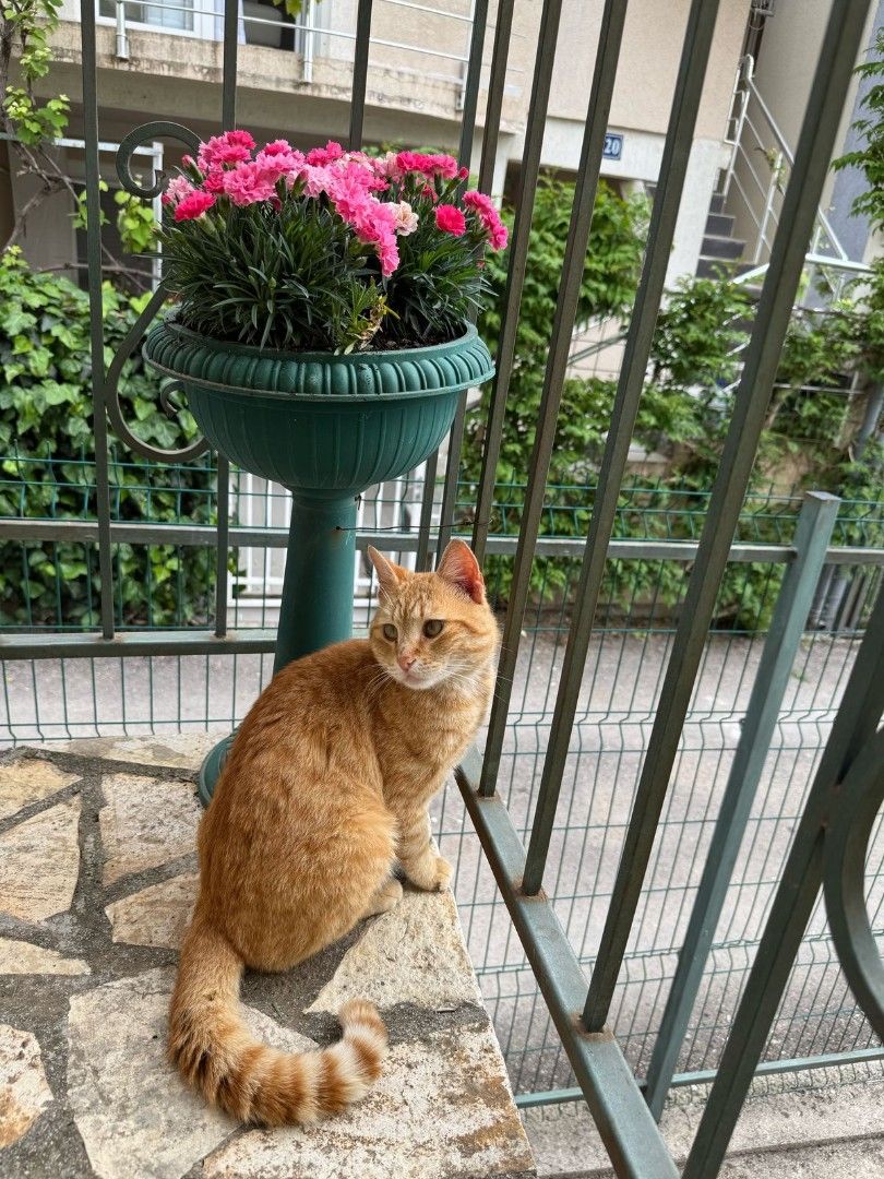 Дом в Сутоморе, Черногория, 180 м² - фото 19