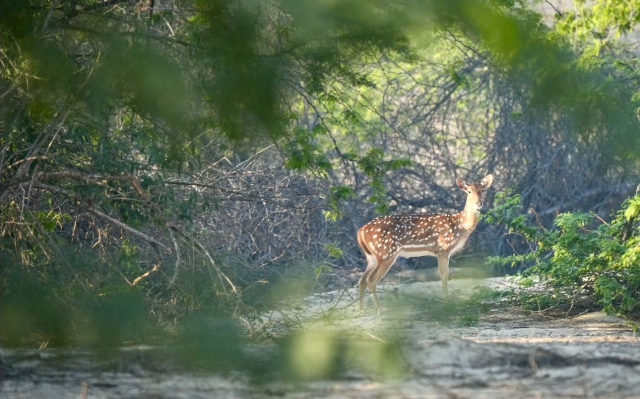 Коттедж в Дубае, ОАЭ, 190 м² - фото 9