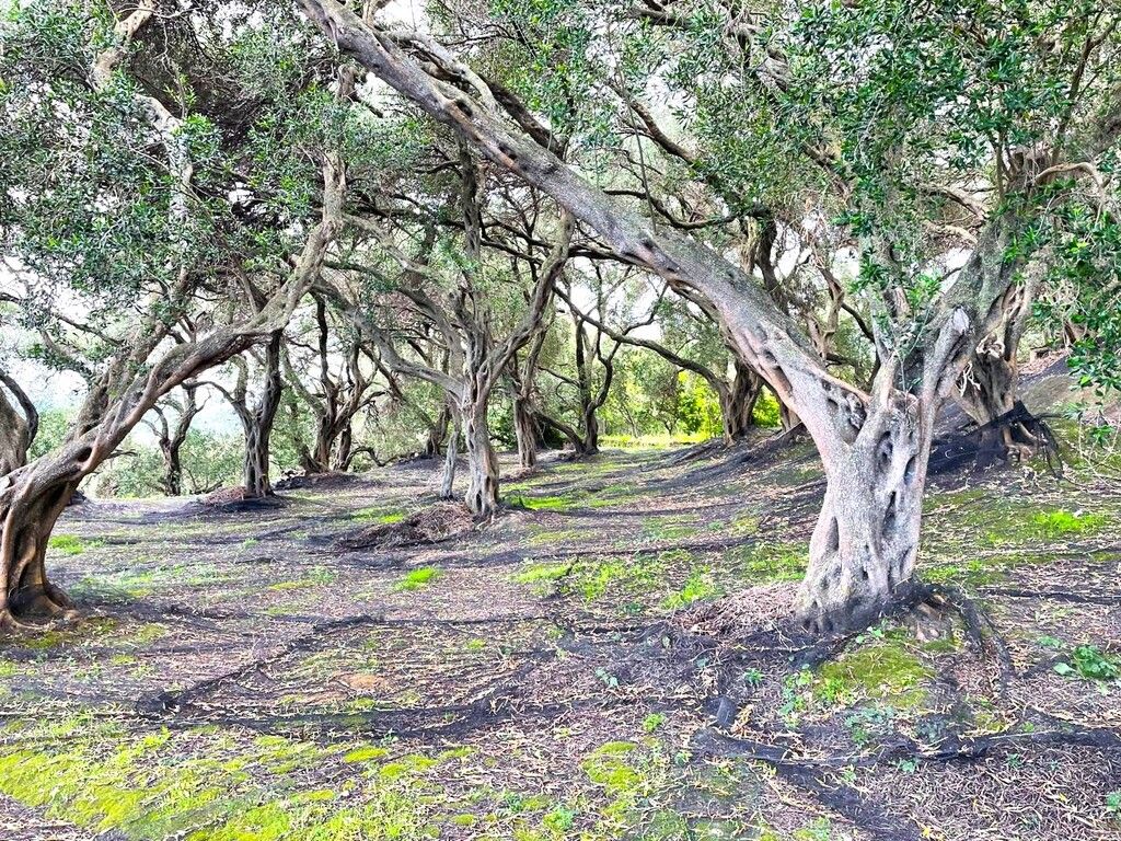 Земля на Корфу, Греция, 4 337 м² - фото 4