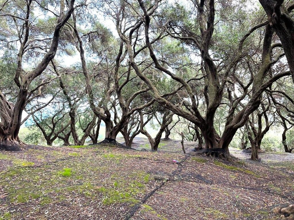 Земля на Корфу, Греция, 4 337 м² - фото 9