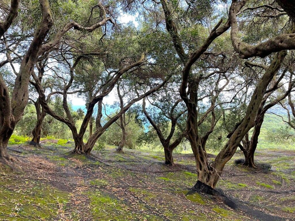 Земля на Корфу, Греция, 4 337 м² - фото 10