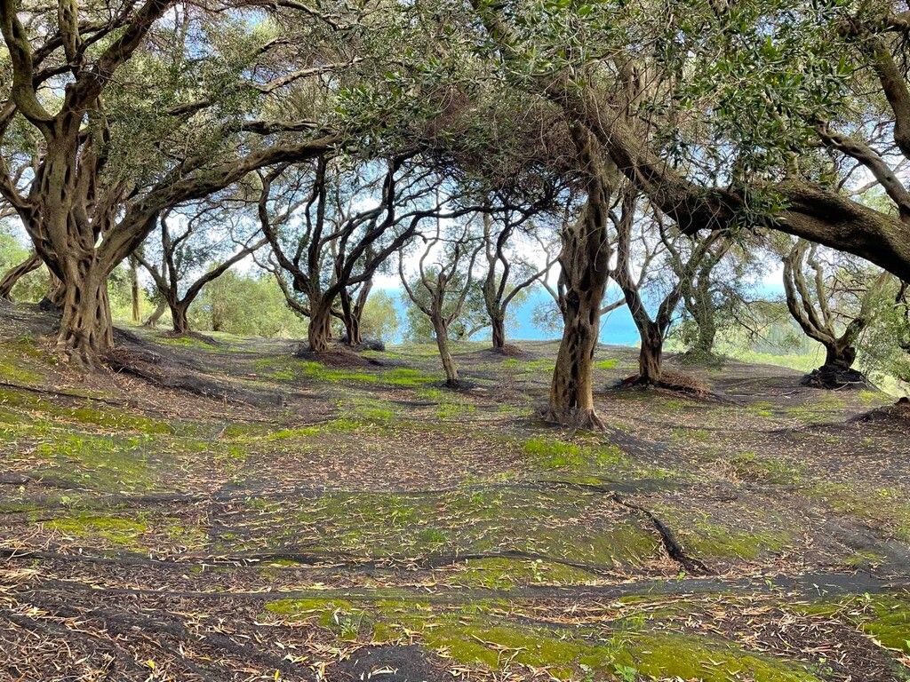 Земля на Корфу, Греция, 4 337 м² - фото 11