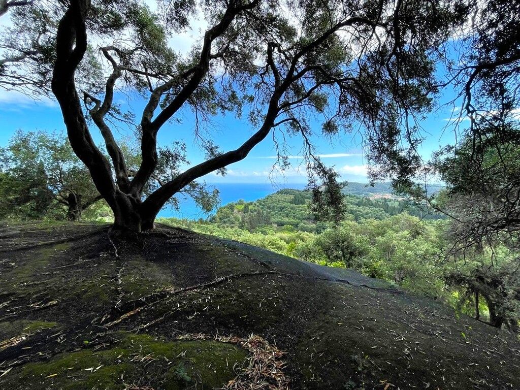 Земля на Корфу, Греция, 4 337 м² - фото 14