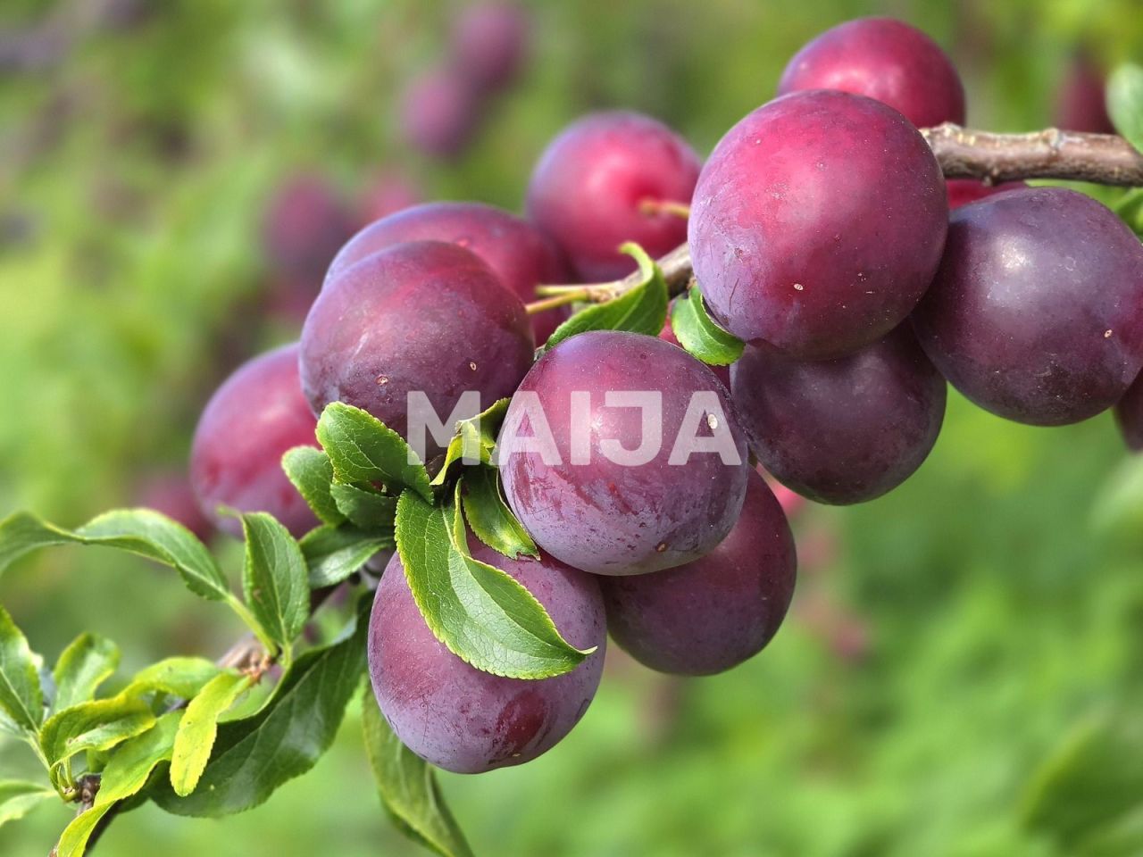 Дом Талси, Латвия, 210 м² - фото 2