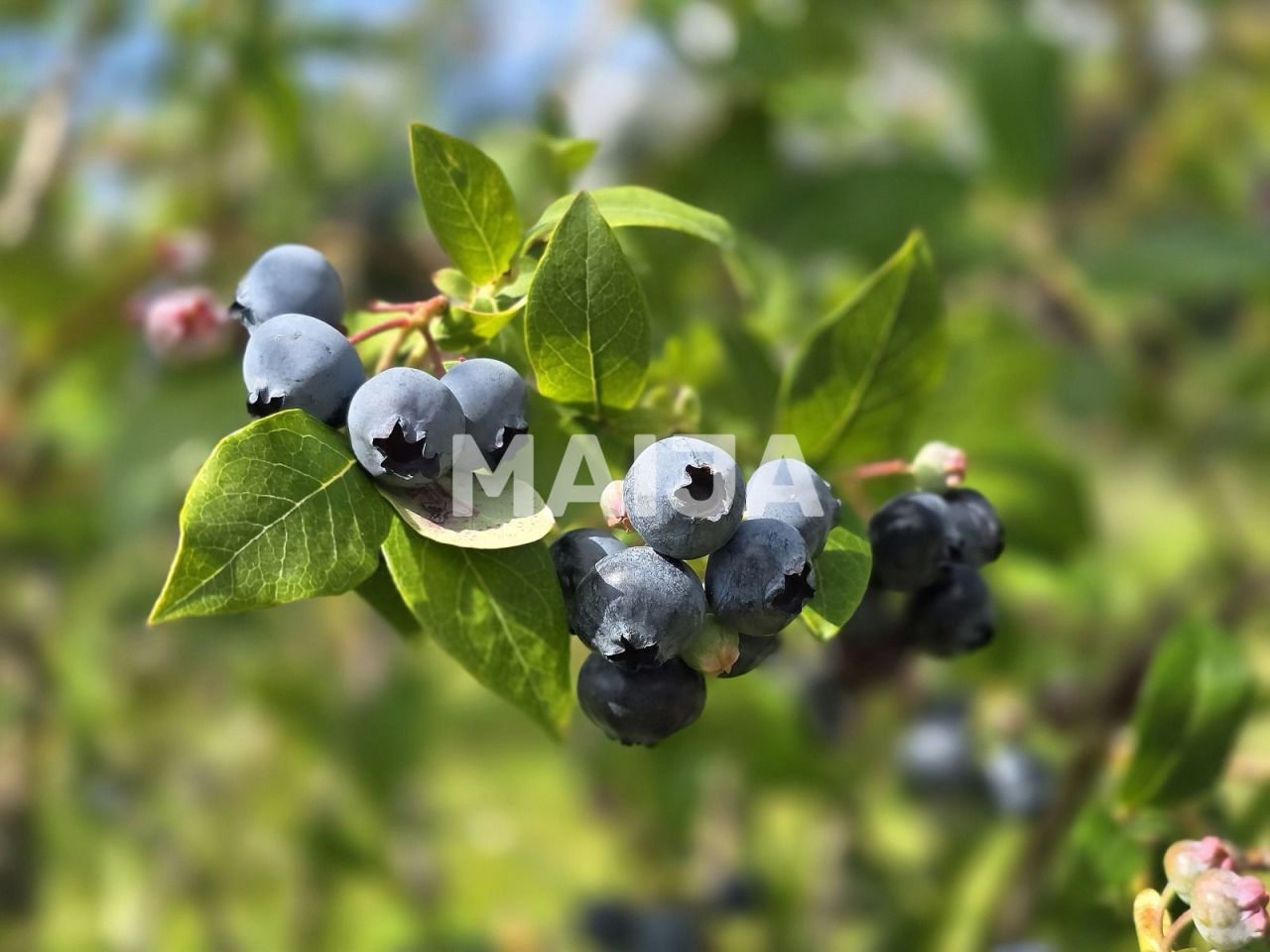 Дом Талси, Латвия, 210 м² - фото 3