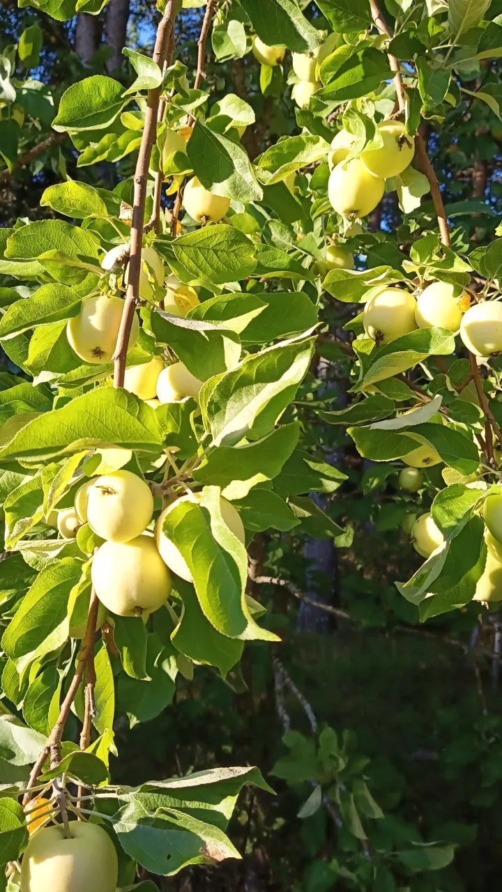 Коттедж в Теува, Финляндия, 40 м² - фото 14