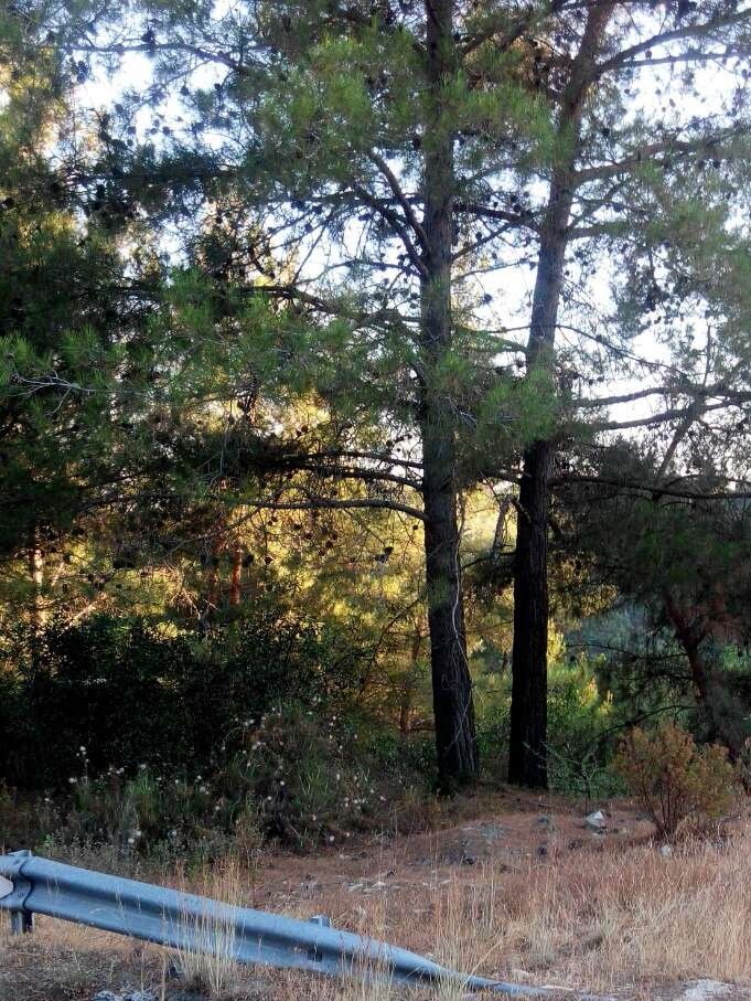 Земля в Лимасоле, Кипр, 1 350 м² - фото 2