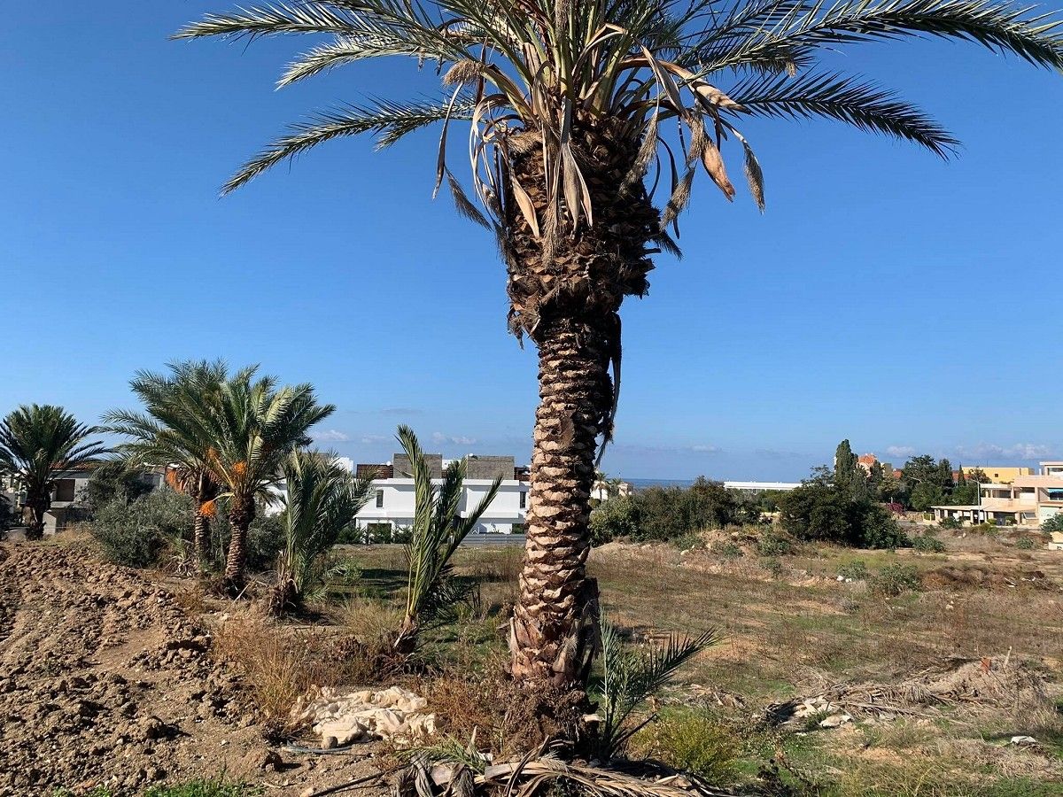 Земля в Пафосе, Кипр, 1 894 м² - фото 2